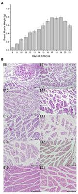 Transcriptome-wide study revealed m6A and miRNA regulation of embryonic breast muscle development in Wenchang chickens